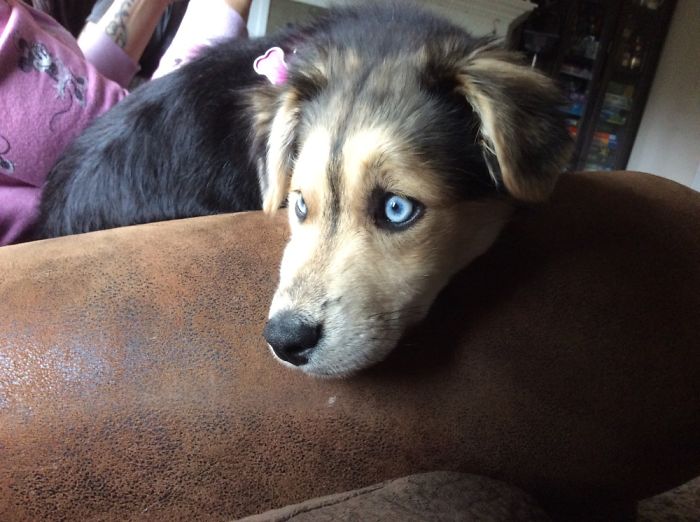 Hey, Pandas! Share The Cutest Pic Of Your Doggo When It Was Still A Pupper Hey, Pandas! Share The Cutest Pic Of Your Doggo When It Was Still A Pupper