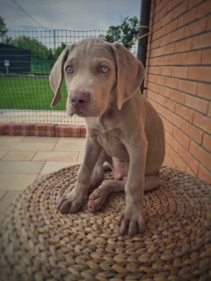 Hey, Pandas! Share The Cutest Pic Of Your Doggo When It Was Still A Pupper Hey, Pandas! Share The Cutest Pic Of Your Doggo When It Was Still A Pupper