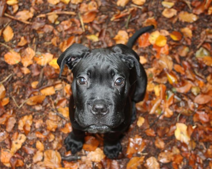 Hey, Pandas! Share The Cutest Pic Of Your Doggo When It Was Still A Pupper Hey, Pandas! Share The Cutest Pic Of Your Doggo When It Was Still A Pupper