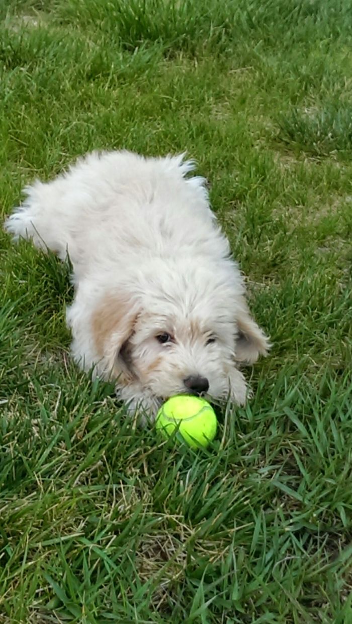 Hey, Pandas! Share The Cutest Pic Of Your Doggo When It Was Still A Pupper Hey, Pandas! Share The Cutest Pic Of Your Doggo When It Was Still A Pupper