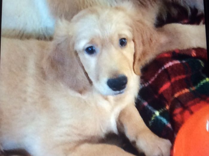 Hey, Pandas! Share The Cutest Pic Of Your Doggo When It Was Still A Pupper Hey, Pandas! Share The Cutest Pic Of Your Doggo When It Was Still A Pupper