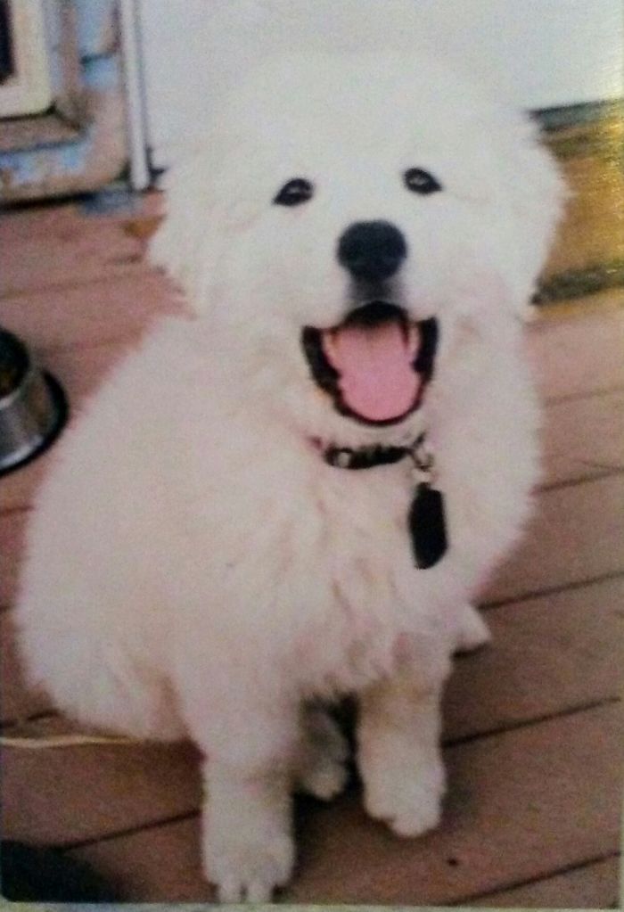 Hey, Pandas! Share The Cutest Pic Of Your Doggo When It Was Still A Pupper Hey, Pandas! Share The Cutest Pic Of Your Doggo When It Was Still A Pupper