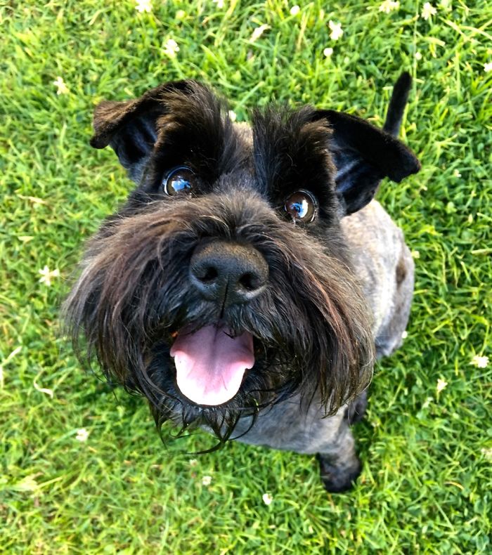 Hey, Pandas! Share The Cutest Pic Of Your Doggo When It Was Still A Pupper Hey, Pandas! Share The Cutest Pic Of Your Doggo When It Was Still A Pupper