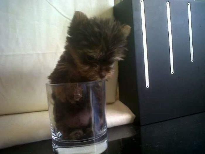 Hey, Pandas! Share The Cutest Pic Of Your Doggo When It Was Still A Pupper Hey, Pandas! Share The Cutest Pic Of Your Doggo When It Was Still A Pupper