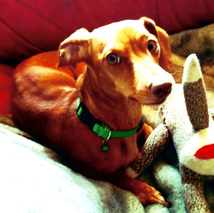 Hey, Pandas! Share The Cutest Pic Of Your Doggo When It Was Still A Pupper Hey, Pandas! Share The Cutest Pic Of Your Doggo When It Was Still A Pupper