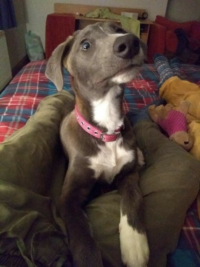 Hey, Pandas! Share The Cutest Pic Of Your Doggo When It Was Still A Pupper Hey, Pandas! Share The Cutest Pic Of Your Doggo When It Was Still A Pupper