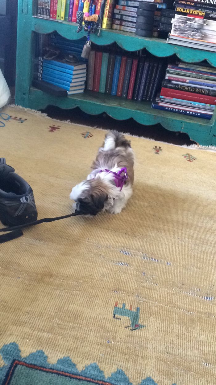 Hey, Pandas! Share The Cutest Pic Of Your Doggo When It Was Still A Pupper Hey, Pandas! Share The Cutest Pic Of Your Doggo When It Was Still A Pupper