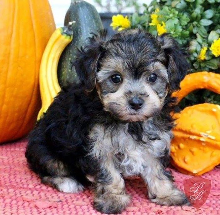 Hey, Pandas! Share The Cutest Pic Of Your Doggo When It Was Still A Pupper Hey, Pandas! Share The Cutest Pic Of Your Doggo When It Was Still A Pupper