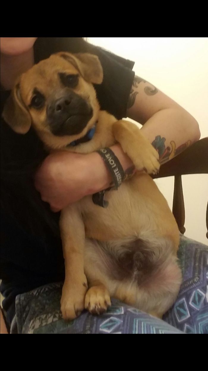 Hey, Pandas! Share The Cutest Pic Of Your Doggo When It Was Still A Pupper Hey, Pandas! Share The Cutest Pic Of Your Doggo When It Was Still A Pupper