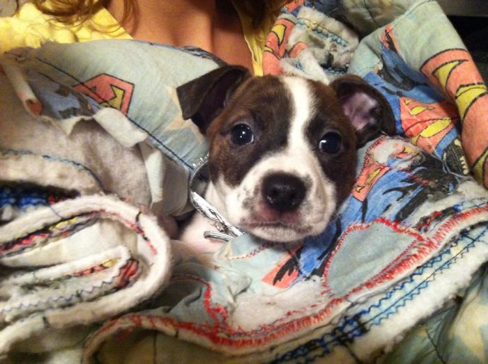 Hey, Pandas! Share The Cutest Pic Of Your Doggo When It Was Still A Pupper Hey, Pandas! Share The Cutest Pic Of Your Doggo When It Was Still A Pupper