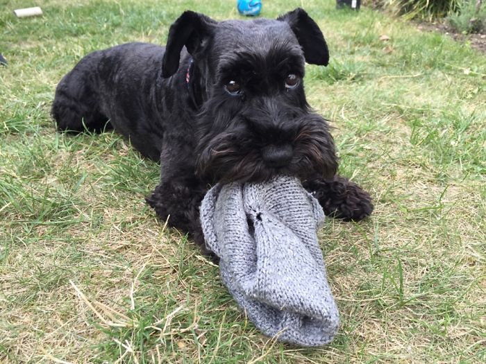 Hey, Pandas! Share The Cutest Pic Of Your Doggo When It Was Still A Pupper Hey, Pandas! Share The Cutest Pic Of Your Doggo When It Was Still A Pupper