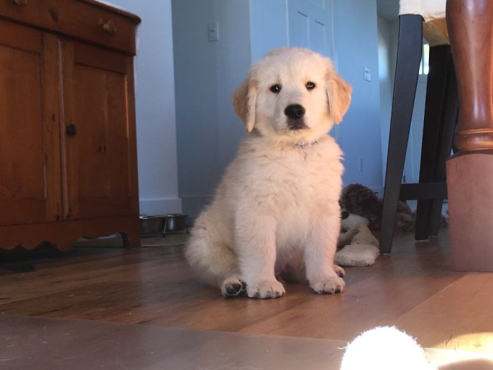 Hey, Pandas! Share The Cutest Pic Of Your Doggo When It Was Still A Pupper Hey, Pandas! Share The Cutest Pic Of Your Doggo When It Was Still A Pupper