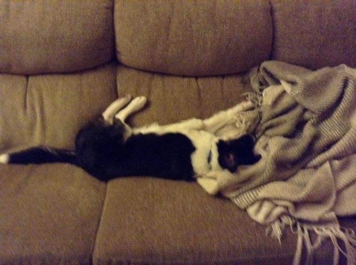 Hey, Pandas! Share The Cutest Pic Of Your Doggo When It Was Still A Pupper Hey, Pandas! Share The Cutest Pic Of Your Doggo When It Was Still A Pupper