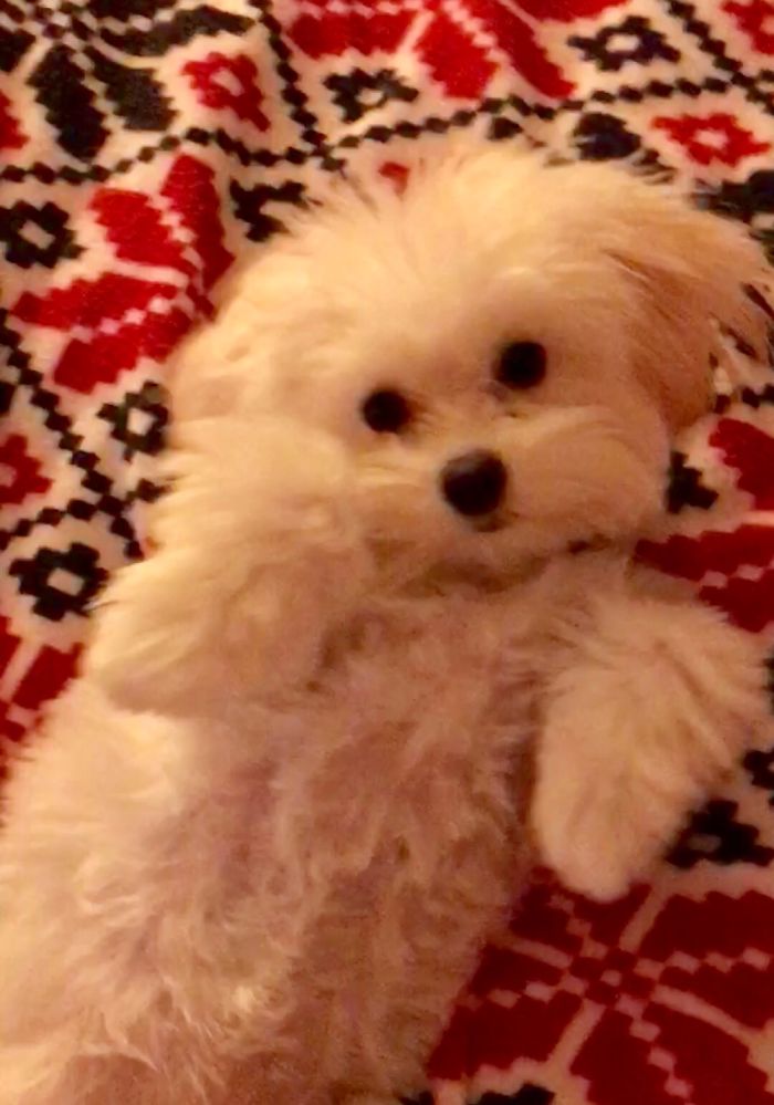 Hey, Pandas! Share The Cutest Pic Of Your Doggo When It Was Still A Pupper Hey, Pandas! Share The Cutest Pic Of Your Doggo When It Was Still A Pupper