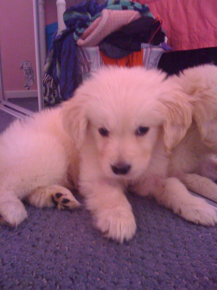 Hey, Pandas! Share The Cutest Pic Of Your Doggo When It Was Still A Pupper Hey, Pandas! Share The Cutest Pic Of Your Doggo When It Was Still A Pupper