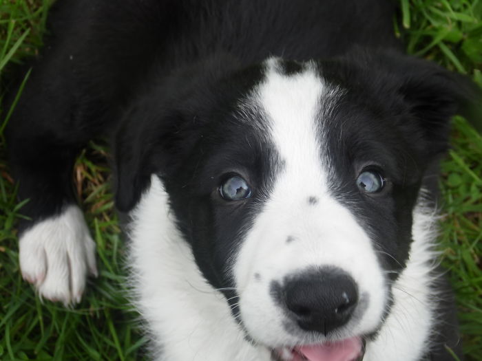 Hey, Pandas! Share The Cutest Pic Of Your Doggo When It Was Still A Pupper Hey, Pandas! Share The Cutest Pic Of Your Doggo When It Was Still A Pupper