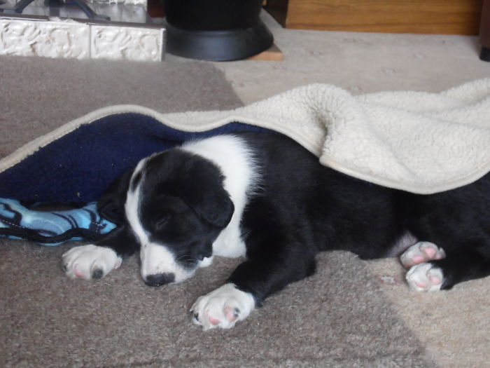 Hey, Pandas! Share The Cutest Pic Of Your Doggo When It Was Still A Pupper Hey, Pandas! Share The Cutest Pic Of Your Doggo When It Was Still A Pupper