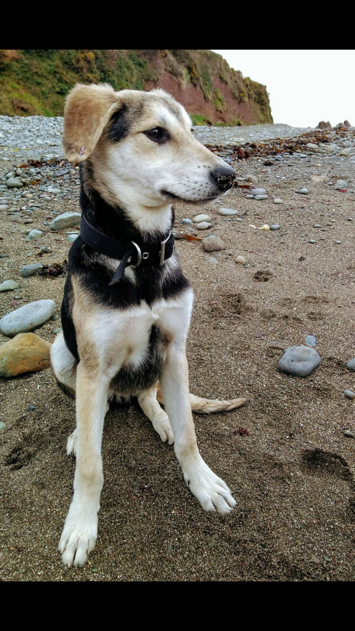 Hey, Pandas! Share The Cutest Pic Of Your Doggo When It Was Still A Pupper Hey, Pandas! Share The Cutest Pic Of Your Doggo When It Was Still A Pupper