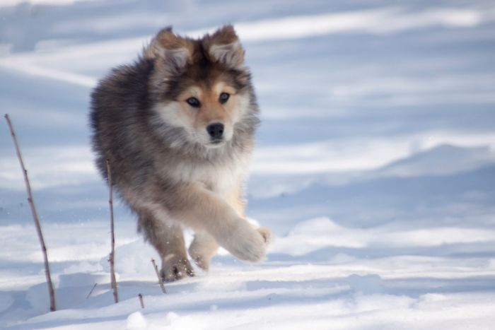 Hey, Pandas! Share The Cutest Pic Of Your Doggo When It Was Still A Pupper Hey, Pandas! Share The Cutest Pic Of Your Doggo When It Was Still A Pupper