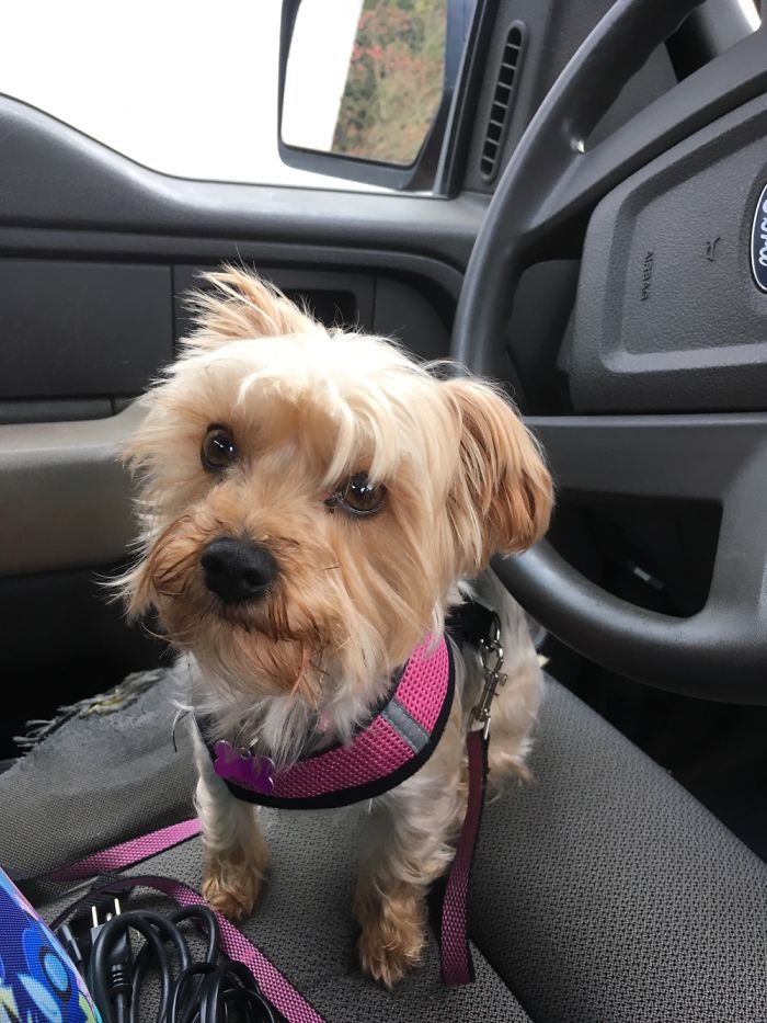 Hey, Pandas! Share The Cutest Pic Of Your Doggo When It Was Still A Pupper Hey, Pandas! Share The Cutest Pic Of Your Doggo When It Was Still A Pupper