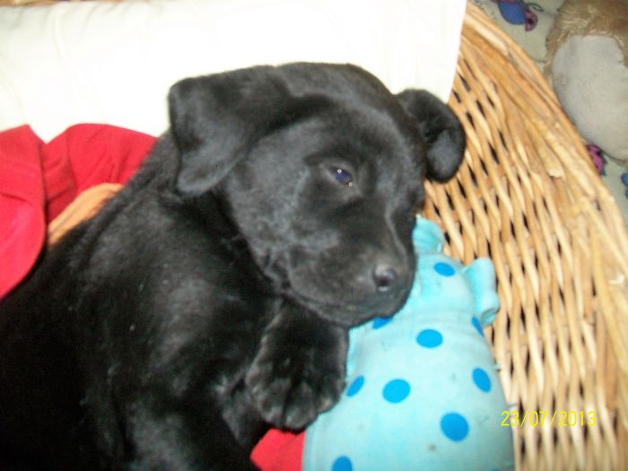 Hey, Pandas! Share The Cutest Pic Of Your Doggo When It Was Still A Pupper Hey, Pandas! Share The Cutest Pic Of Your Doggo When It Was Still A Pupper