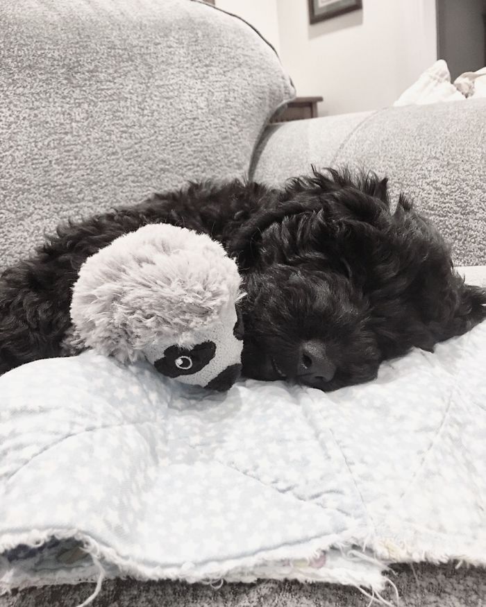 Hey, Pandas! Share The Cutest Pic Of Your Doggo When It Was Still A Pupper Hey, Pandas! Share The Cutest Pic Of Your Doggo When It Was Still A Pupper