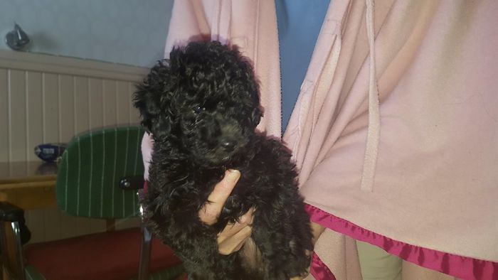 Hey, Pandas! Share The Cutest Pic Of Your Doggo When It Was Still A Pupper Hey, Pandas! Share The Cutest Pic Of Your Doggo When It Was Still A Pupper