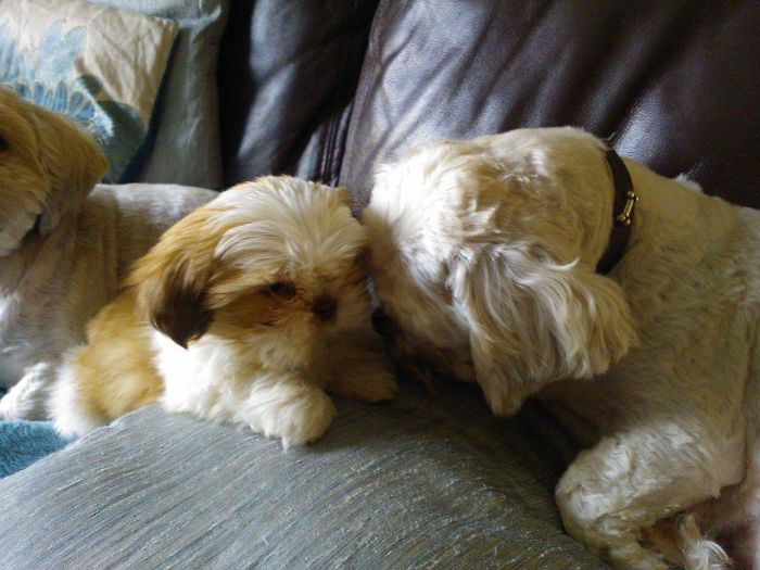 Hey, Pandas! Share The Cutest Pic Of Your Doggo When It Was Still A Pupper Hey, Pandas! Share The Cutest Pic Of Your Doggo When It Was Still A Pupper