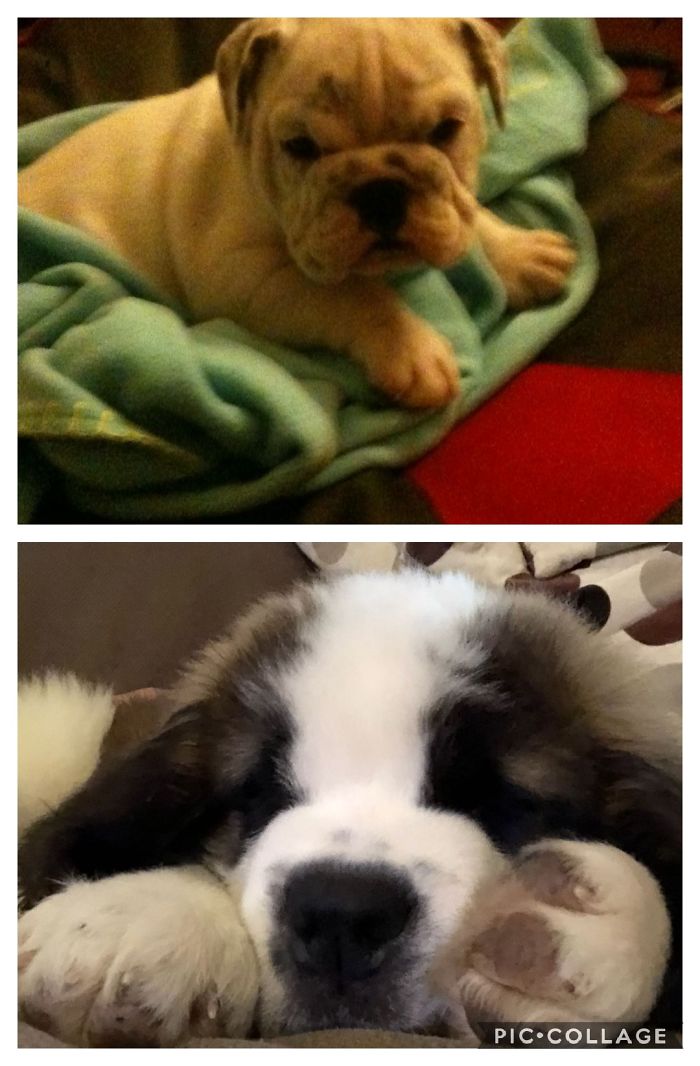 Hey, Pandas! Share The Cutest Pic Of Your Doggo When It Was Still A Pupper Hey, Pandas! Share The Cutest Pic Of Your Doggo When It Was Still A Pupper