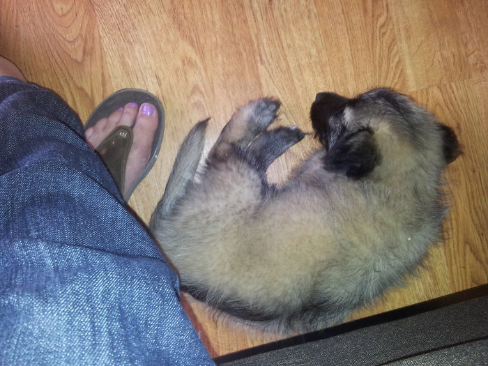 Hey, Pandas! Share The Cutest Pic Of Your Doggo When It Was Still A Pupper Hey, Pandas! Share The Cutest Pic Of Your Doggo When It Was Still A Pupper