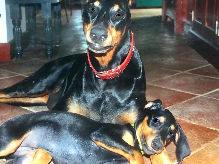 Hey, Pandas! Share The Cutest Pic Of Your Doggo When It Was Still A Pupper Hey, Pandas! Share The Cutest Pic Of Your Doggo When It Was Still A Pupper