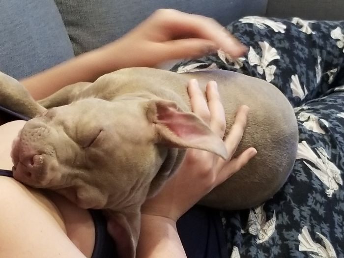 Hey, Pandas! Share The Cutest Pic Of Your Doggo When It Was Still A Pupper Hey, Pandas! Share The Cutest Pic Of Your Doggo When It Was Still A Pupper