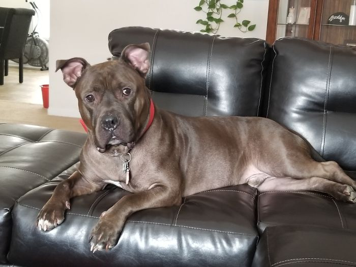 Hey, Pandas! Share The Cutest Pic Of Your Doggo When It Was Still A Pupper Hey, Pandas! Share The Cutest Pic Of Your Doggo When It Was Still A Pupper