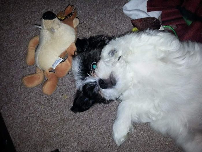 Hey, Pandas! Share The Cutest Pic Of Your Doggo When It Was Still A Pupper Hey, Pandas! Share The Cutest Pic Of Your Doggo When It Was Still A Pupper