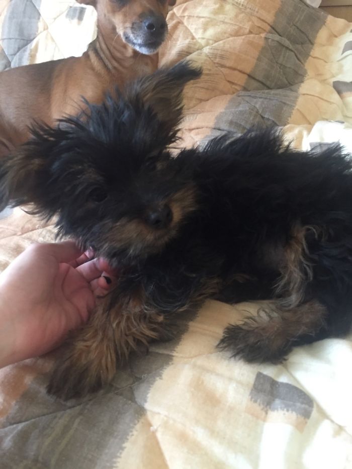 Hey, Pandas! Share The Cutest Pic Of Your Doggo When It Was Still A Pupper Hey, Pandas! Share The Cutest Pic Of Your Doggo When It Was Still A Pupper