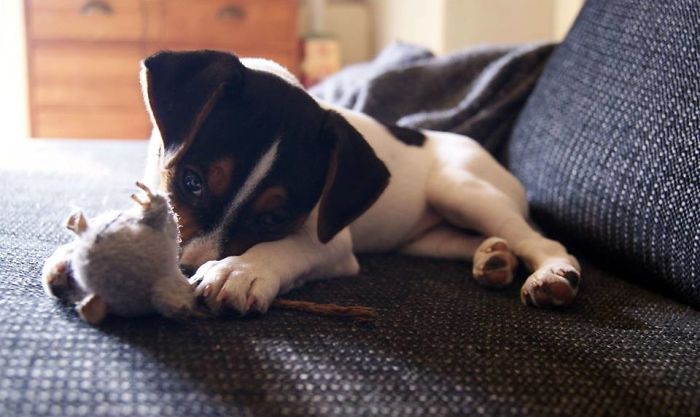 Hey, Pandas! Share The Cutest Pic Of Your Doggo When It Was Still A Pupper Hey, Pandas! Share The Cutest Pic Of Your Doggo When It Was Still A Pupper