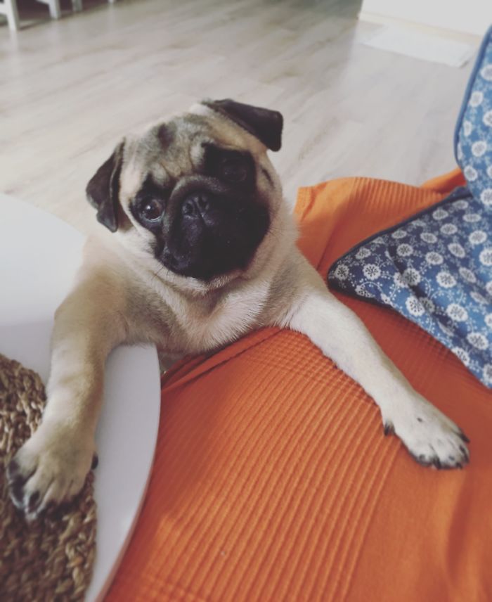 Hey, Pandas! Share The Cutest Pic Of Your Doggo When It Was Still A Pupper Hey, Pandas! Share The Cutest Pic Of Your Doggo When It Was Still A Pupper