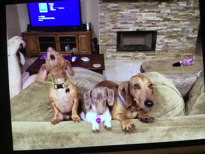 Hey, Pandas! Share The Cutest Pic Of Your Doggo When It Was Still A Pupper Hey, Pandas! Share The Cutest Pic Of Your Doggo When It Was Still A Pupper