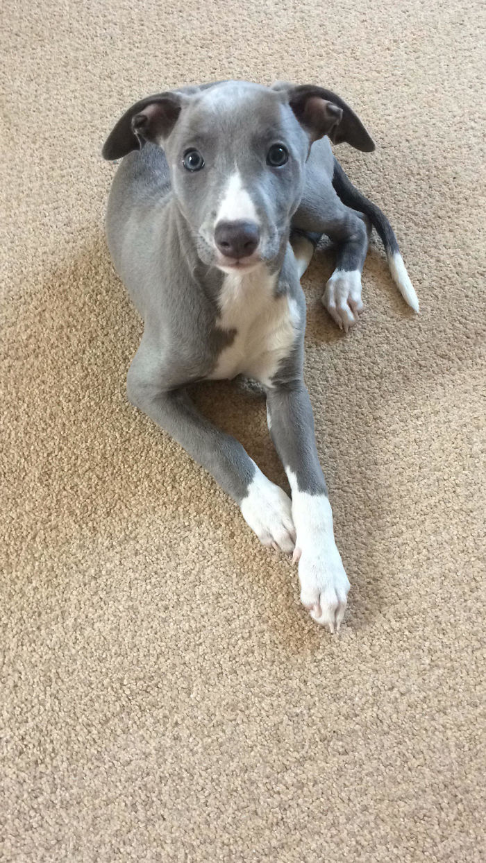 Hey, Pandas! Share The Cutest Pic Of Your Doggo When It Was Still A Pupper Hey, Pandas! Share The Cutest Pic Of Your Doggo When It Was Still A Pupper