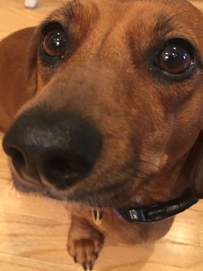 Hey, Pandas! Share The Cutest Pic Of Your Doggo When It Was Still A Pupper Hey, Pandas! Share The Cutest Pic Of Your Doggo When It Was Still A Pupper