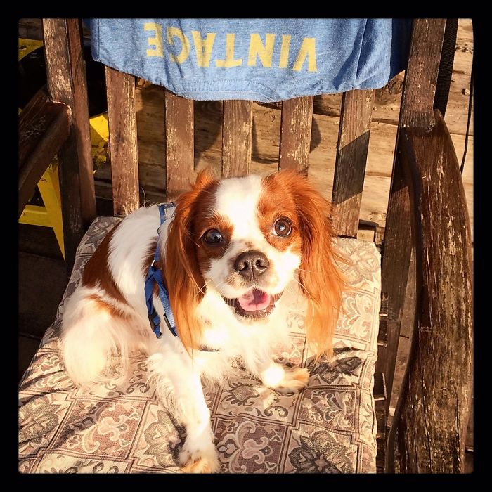 Hey, Pandas! Share The Cutest Pic Of Your Doggo When It Was Still A Pupper Hey, Pandas! Share The Cutest Pic Of Your Doggo When It Was Still A Pupper