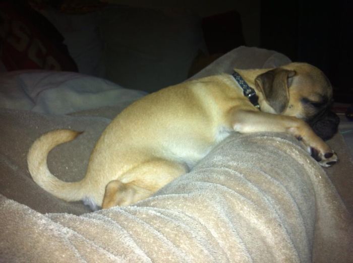 Hey, Pandas! Share The Cutest Pic Of Your Doggo When It Was Still A Pupper Hey, Pandas! Share The Cutest Pic Of Your Doggo When It Was Still A Pupper