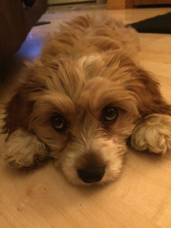 Hey, Pandas! Share The Cutest Pic Of Your Doggo When It Was Still A Pupper Hey, Pandas! Share The Cutest Pic Of Your Doggo When It Was Still A Pupper