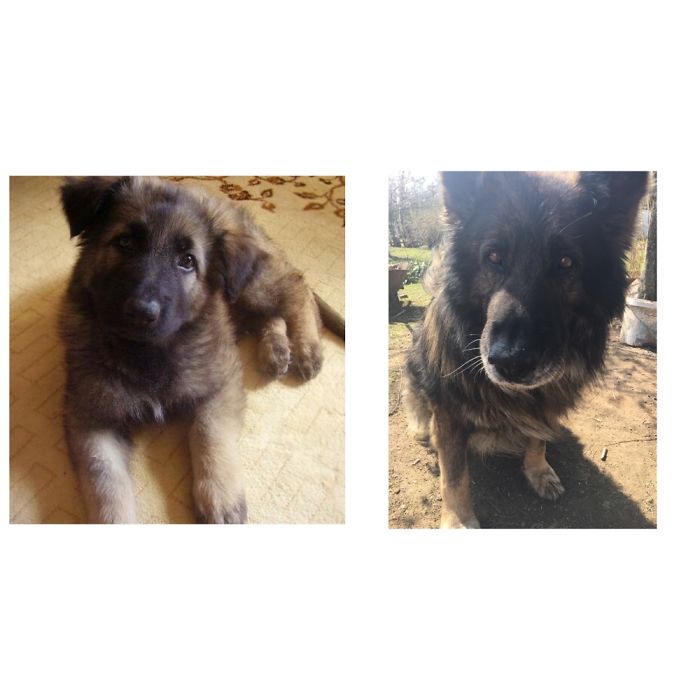 Hey, Pandas! Share The Cutest Pic Of Your Doggo When It Was Still A Pupper Hey, Pandas! Share The Cutest Pic Of Your Doggo When It Was Still A Pupper