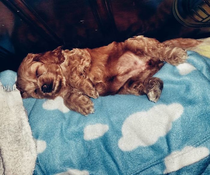 Hey, Pandas! Share The Cutest Pic Of Your Doggo When It Was Still A Pupper Hey, Pandas! Share The Cutest Pic Of Your Doggo When It Was Still A Pupper