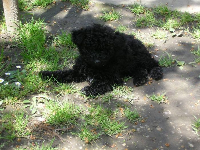 Hey, Pandas! Share The Cutest Pic Of Your Doggo When It Was Still A Pupper Hey, Pandas! Share The Cutest Pic Of Your Doggo When It Was Still A Pupper