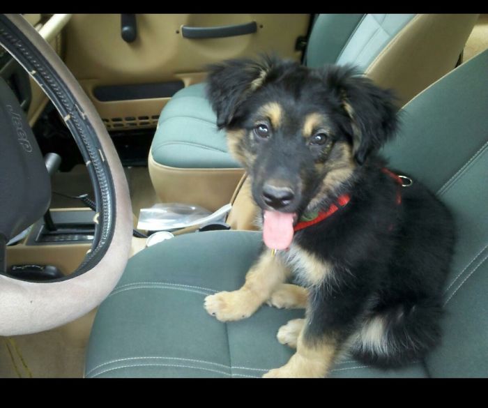 Hey, Pandas! Share The Cutest Pic Of Your Doggo When It Was Still A Pupper Hey, Pandas! Share The Cutest Pic Of Your Doggo When It Was Still A Pupper