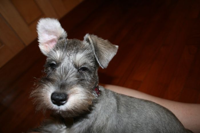 Hey, Pandas! Share The Cutest Pic Of Your Doggo When It Was Still A Pupper Hey, Pandas! Share The Cutest Pic Of Your Doggo When It Was Still A Pupper