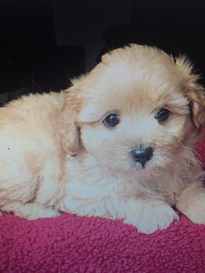 Hey, Pandas! Share The Cutest Pic Of Your Doggo When It Was Still A Pupper Hey, Pandas! Share The Cutest Pic Of Your Doggo When It Was Still A Pupper