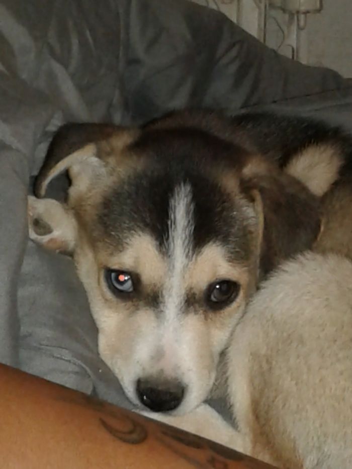 Hey, Pandas! Share The Cutest Pic Of Your Doggo When It Was Still A Pupper Hey, Pandas! Share The Cutest Pic Of Your Doggo When It Was Still A Pupper